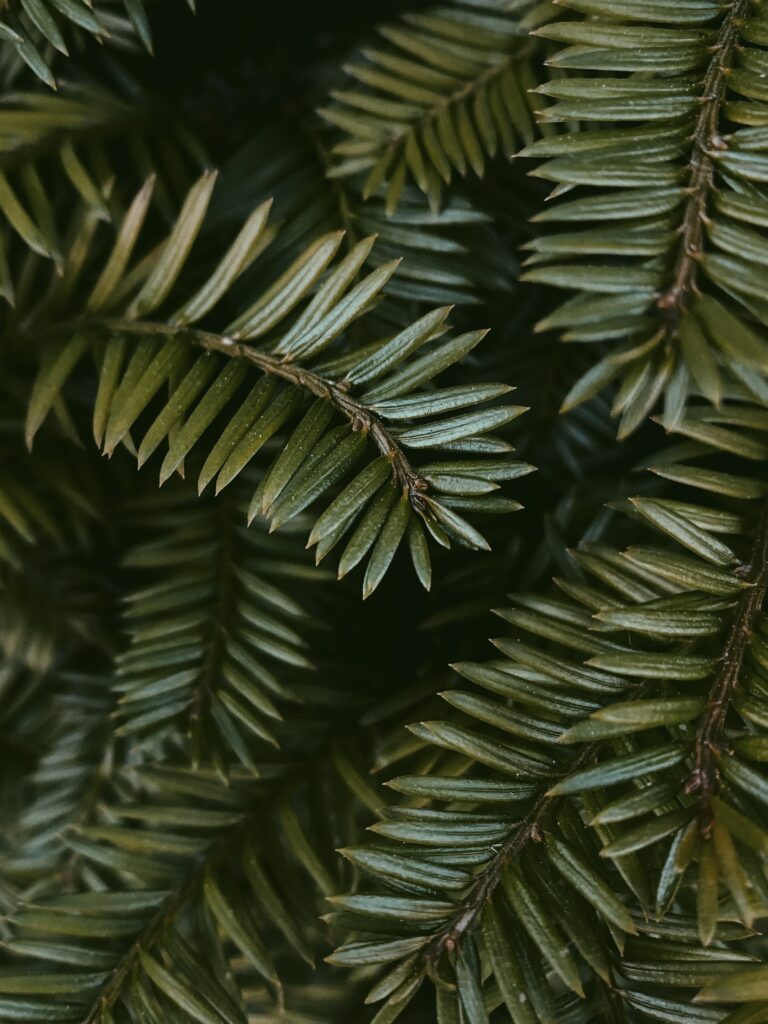 Macro close-up of vibrant green branches and leaves with detailed natural textures wallpaper