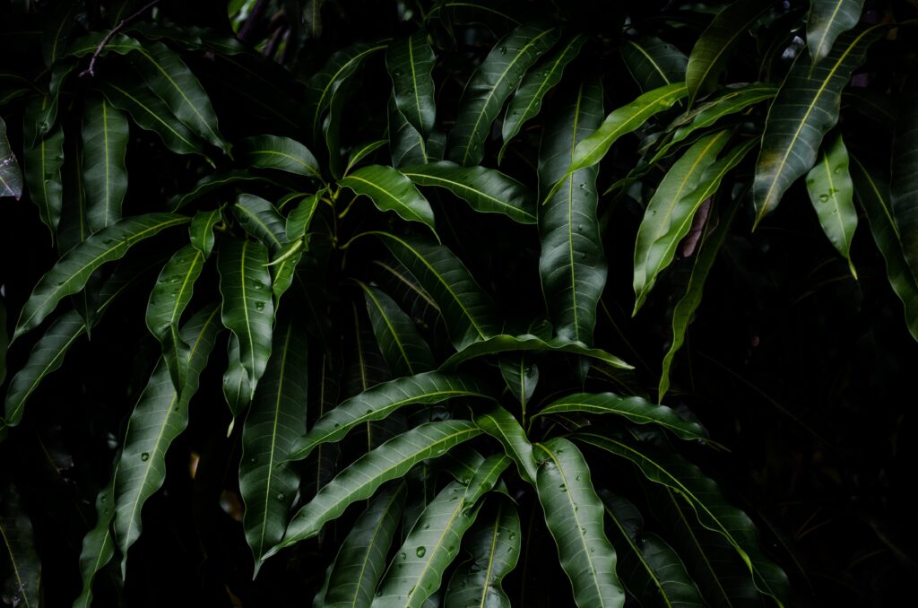 Glossy green mango leaves with vivid detail on dark natural tropical foliage wallpaper background
