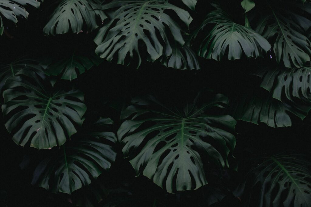 Lush green monstera leaves on dark background vibrant foliage natural plant textures wallpaper