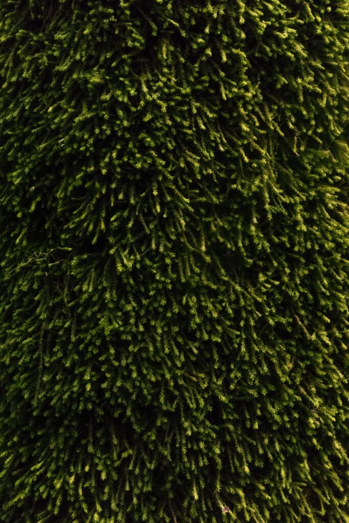 Lush deep green moss covering surface with rich natural textures and organic beauty background Wallpaper