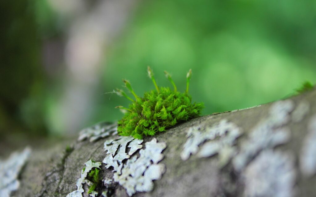 Lush Green Moss on Textured Wood - Nature Wallpaper Background