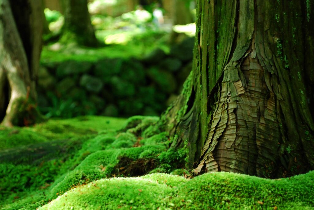 Macro close-up of tree bark with vibrant green moss showcasing lush summer forest texture Wallpaper