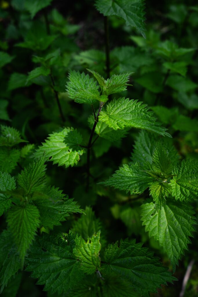 Vibrant Nettle Plants: Lush Green Leaves Wallpaper Background