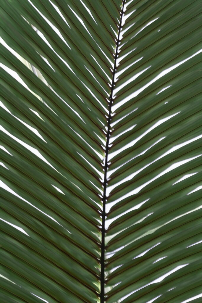 Vibrant Green Palm Branch Macro: Nature's Symmetrical Pattern Wallpaper