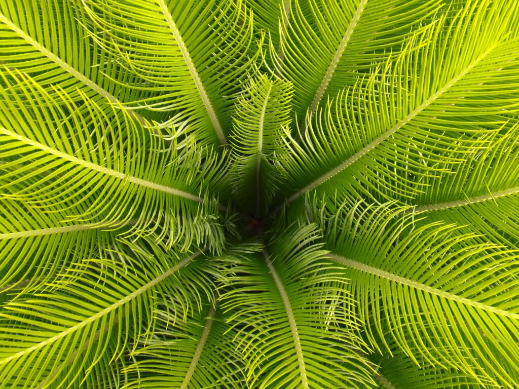 Lush green palm leaves wallpaper with symmetrical tropical pattern and vibrant detailed design