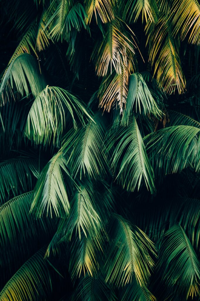Lush green palm leaves layered with brown tones vibrant tropical foliage wallpaper background