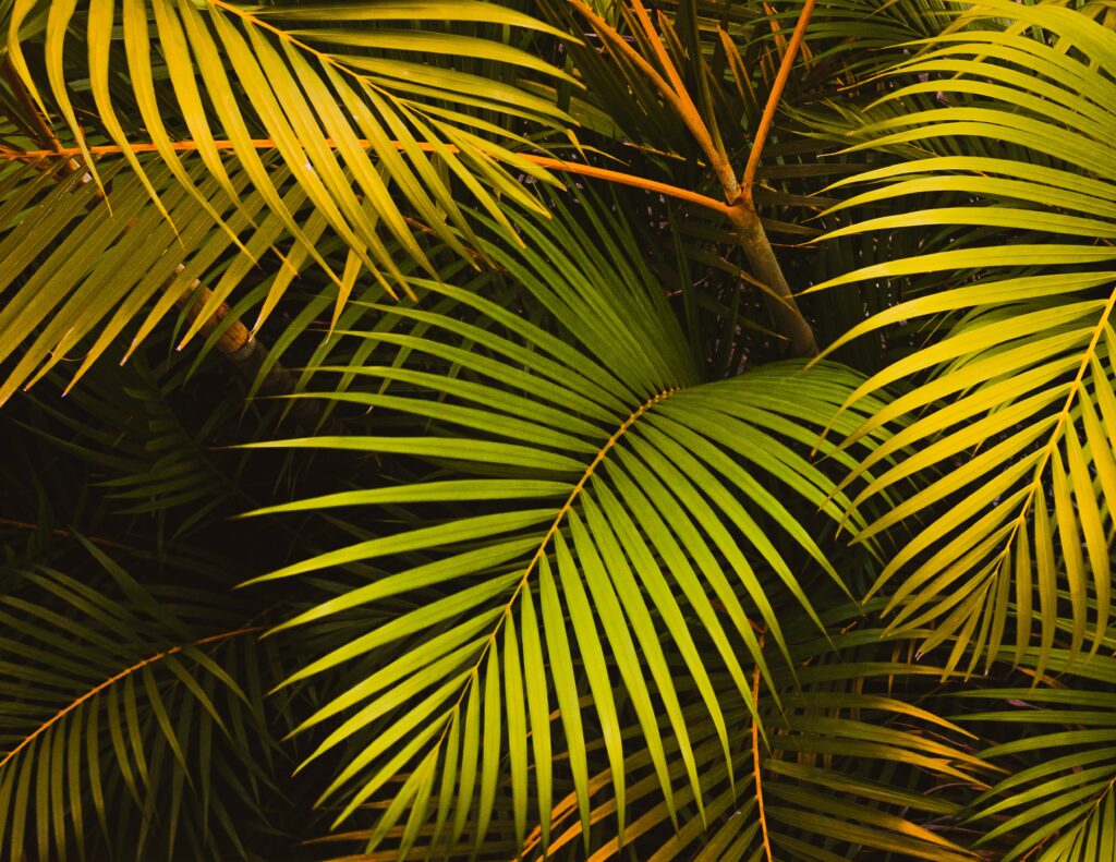 Lush green palm leaves layered with golden highlights and deep shadows tropical wallpaper background
