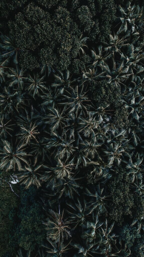 Aerial view of dense palm trees and lush green forest canopy with natural textures wallpaper