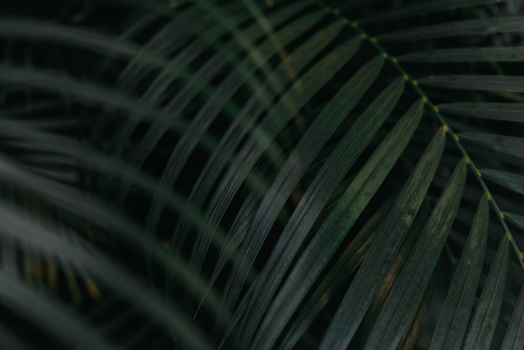 Lush Green Palm Leaves: Serene Natural Aesthetic Wallpaper Background