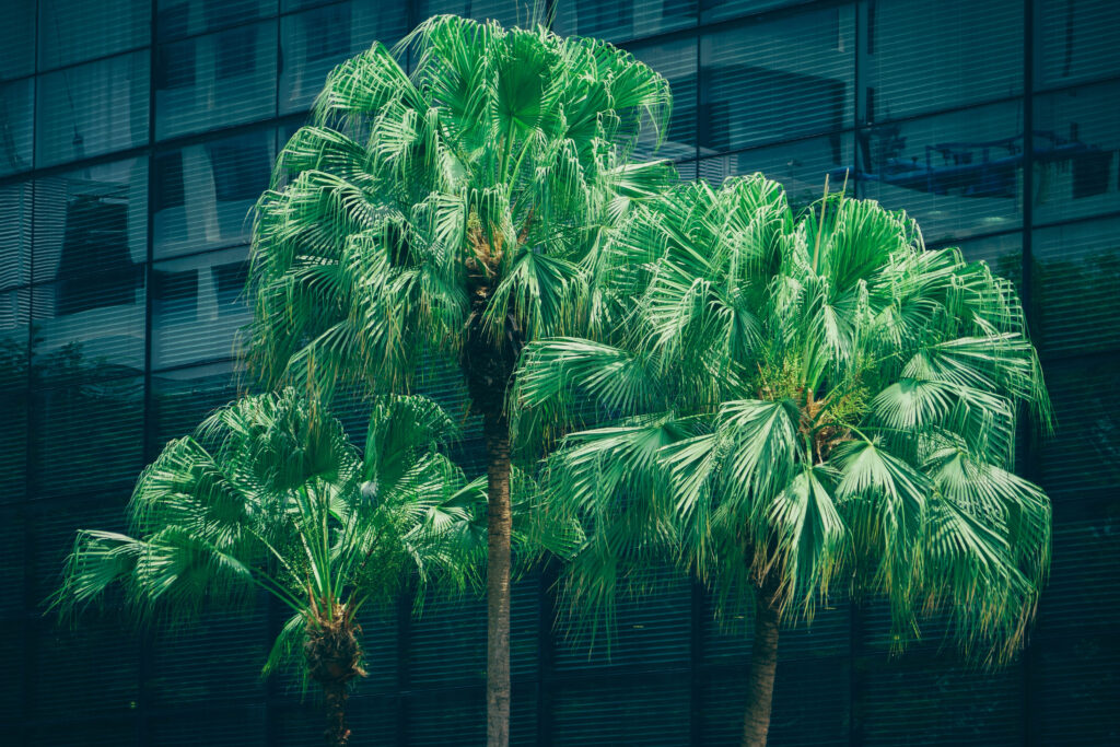 Lush green palm trees with fan-shaped leaves against modern reflective glass building facade background Wallpaper