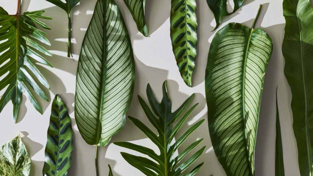 Lush Paradise: Vibrant Tropical Leaves Grace your Desktop Wallpaper