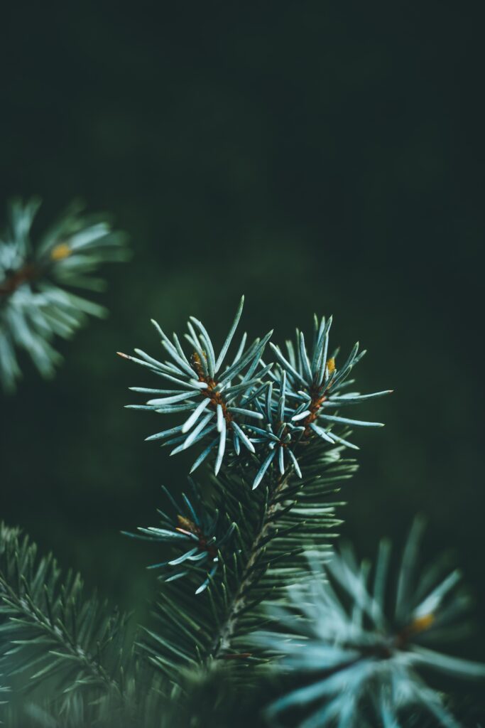 Intricate Pine Branch Close-Up: Sharp Needles on Dark Wallpaper
