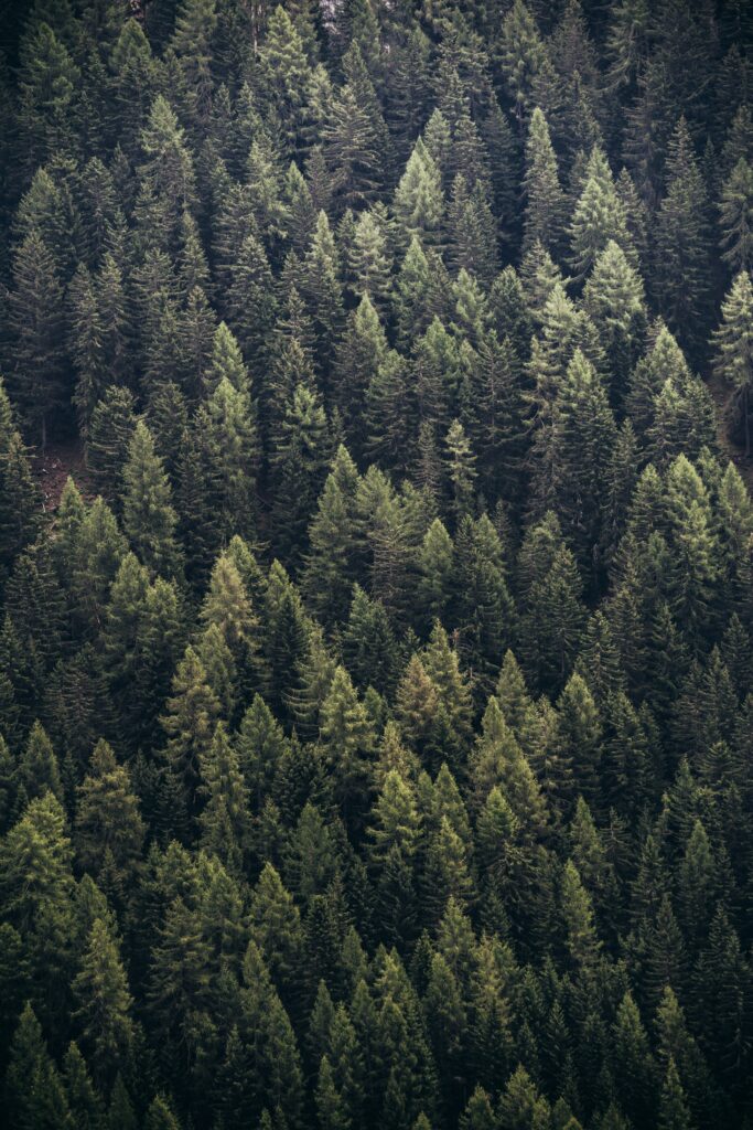Aerial view of dense pine forest with lush green treetops creating textured natural pattern Wallpaper