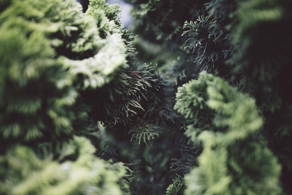 Close-up of lush green bush branches with delicate pine needles in soft natural light wallpaper background
