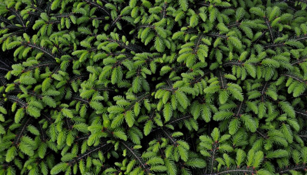 Close-up of vibrant green pine branches with lush needles creating a rich natural texture Wallpaper