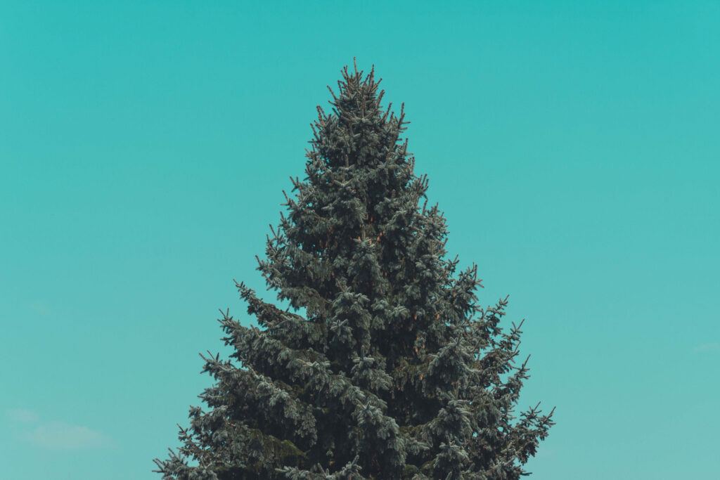 Lush Green Pine Tree Against Bright Blue Sky - Minimalist Wallpaper