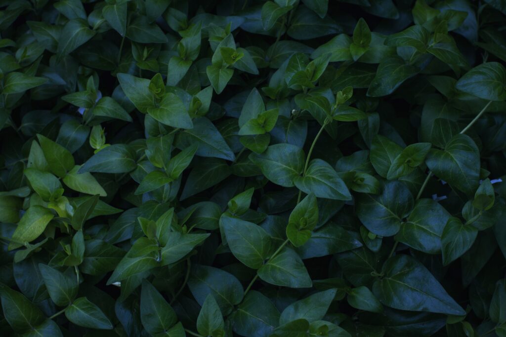 Lush green plant foliage wallpaper with rich textures creating a calm natural background tone