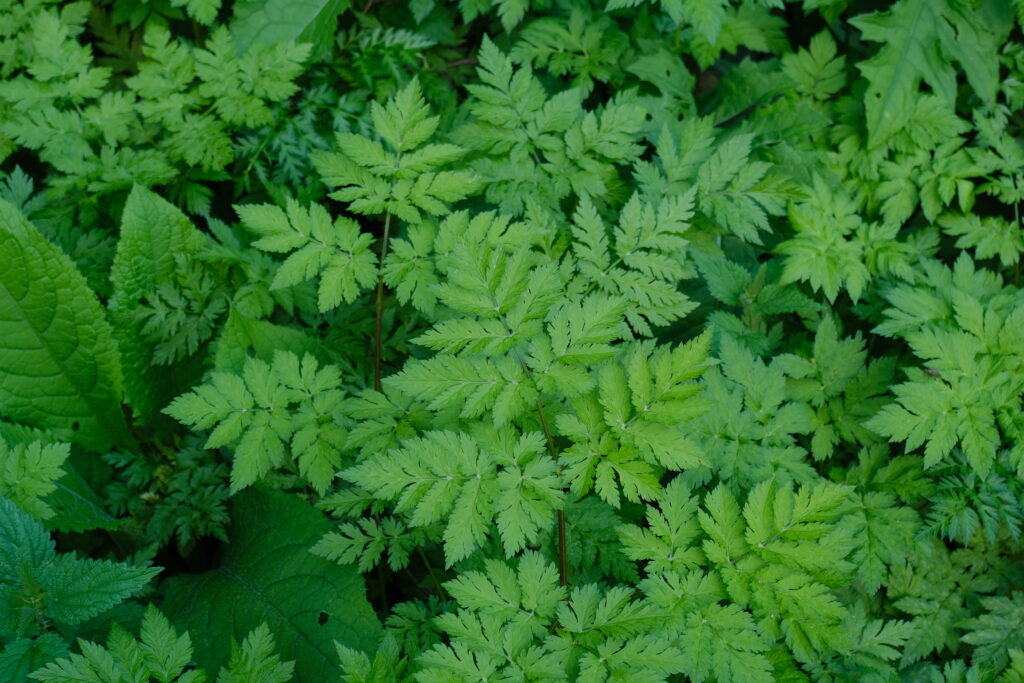 Aerial view of lush green plant leaves with vibrant textures and fresh natural patterns wallpaper