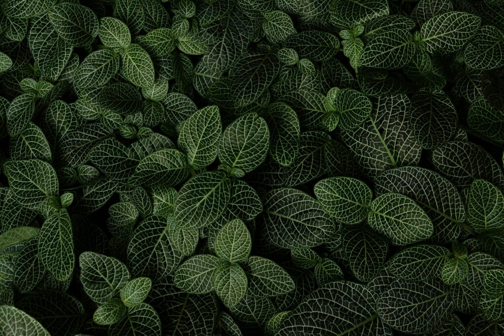 Aerial view of lush green plant leaves with white veins vibrant botanical texture wallpaper background