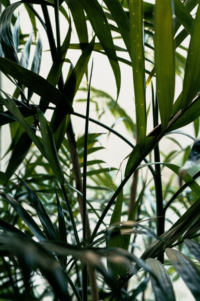 Close-up of lush green plant leaves and tall stems creating a fresh botanical wallpaper background