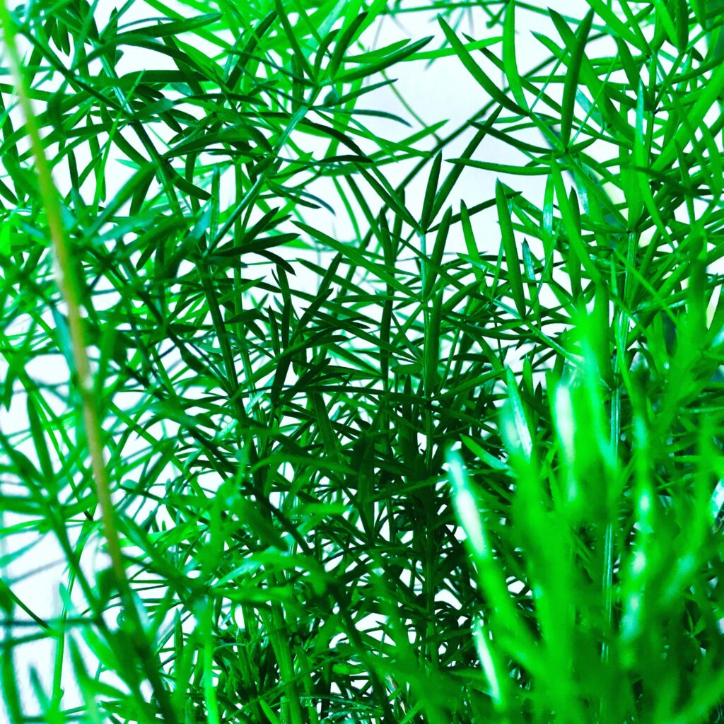 Vibrant green plant leaves wallpaper with lush foliage texture and calming natural background