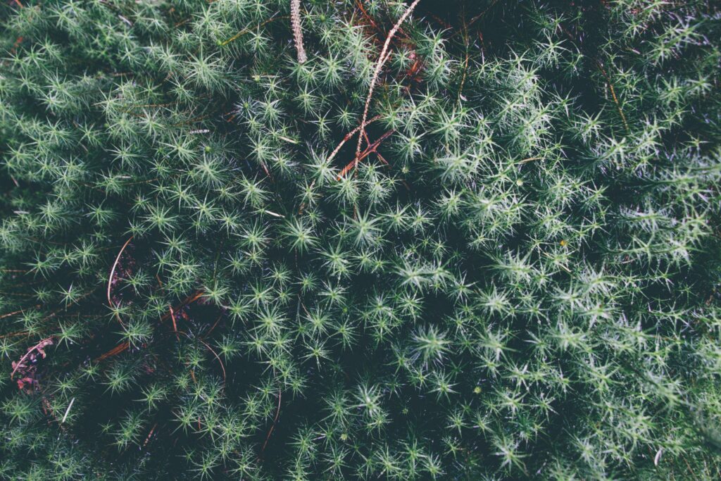 Lush green plant leaves and delicate branches creating a vibrant natural wallpaper background