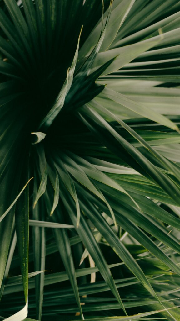 Intricate large green plant leaves wallpaper with vibrant shades and natural textures background
