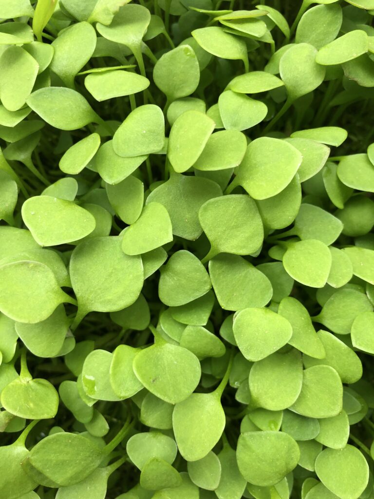 Lush Green Leaves with Water Droplets - Nature Wallpaper Background