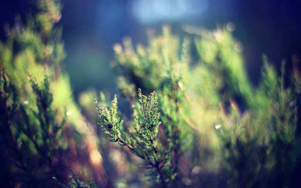 Serene Green Plant Wallpaper: Close-Up Nature Textures