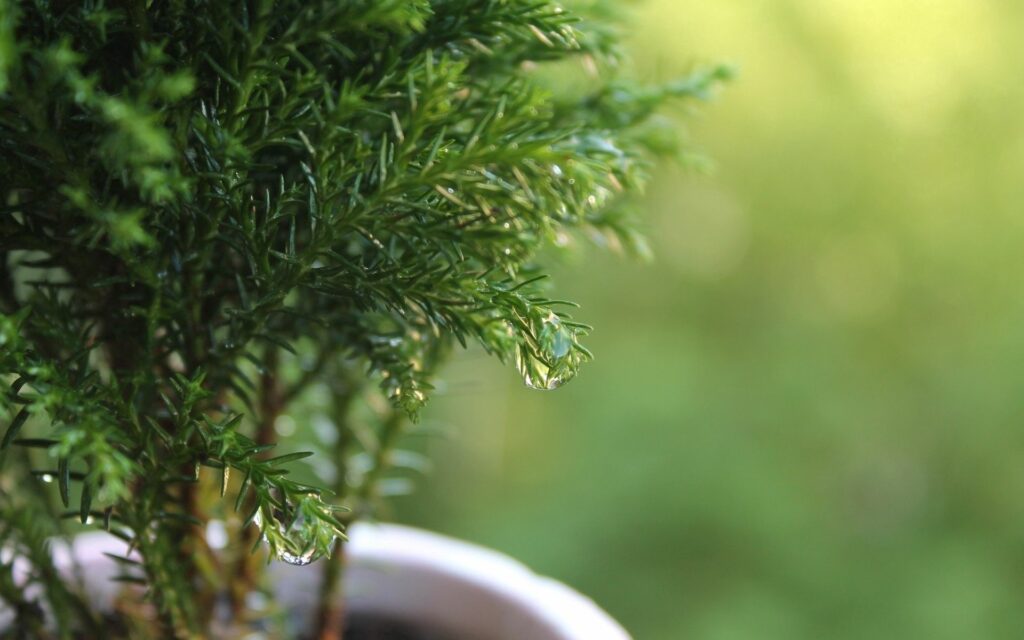 Lush Green Potted Plant with Water Droplets - Wallpaper Background