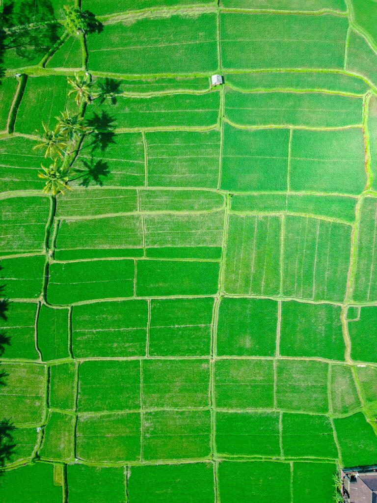 Aerial view of lush green rice fields with palm tree shadows in Ubud Indonesia tropical landscape Wallpaper