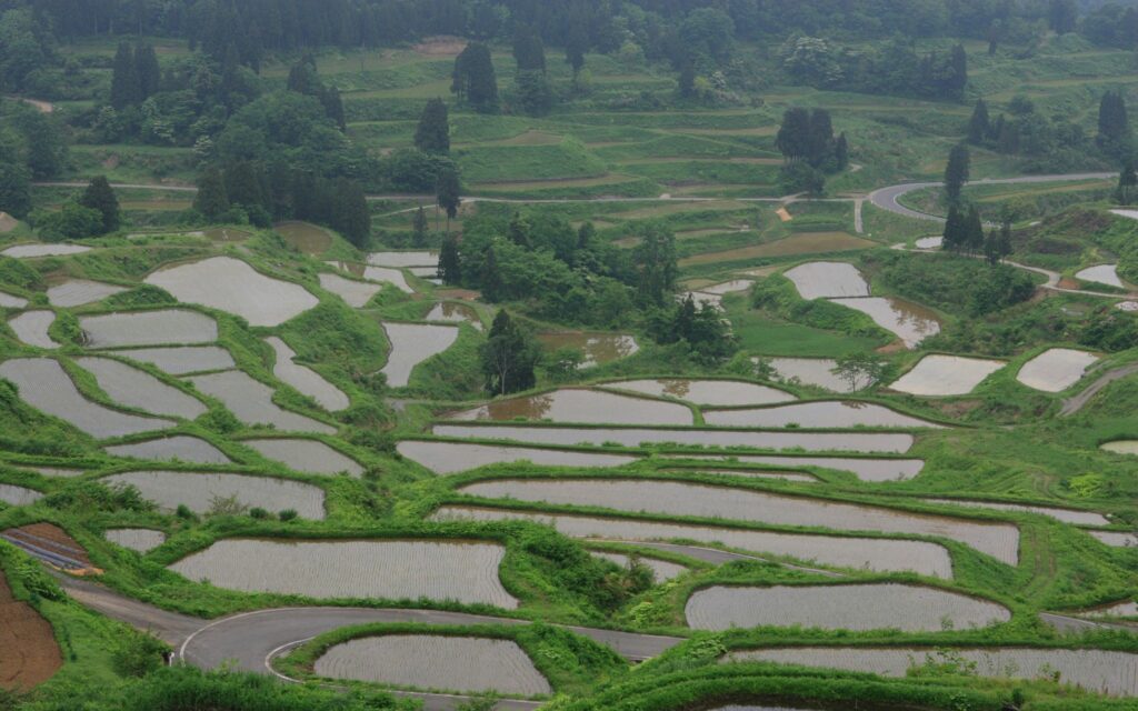 Top view of lush green rice terraces filled with water surrounded by dense trees and vibrant grass Wallpaper