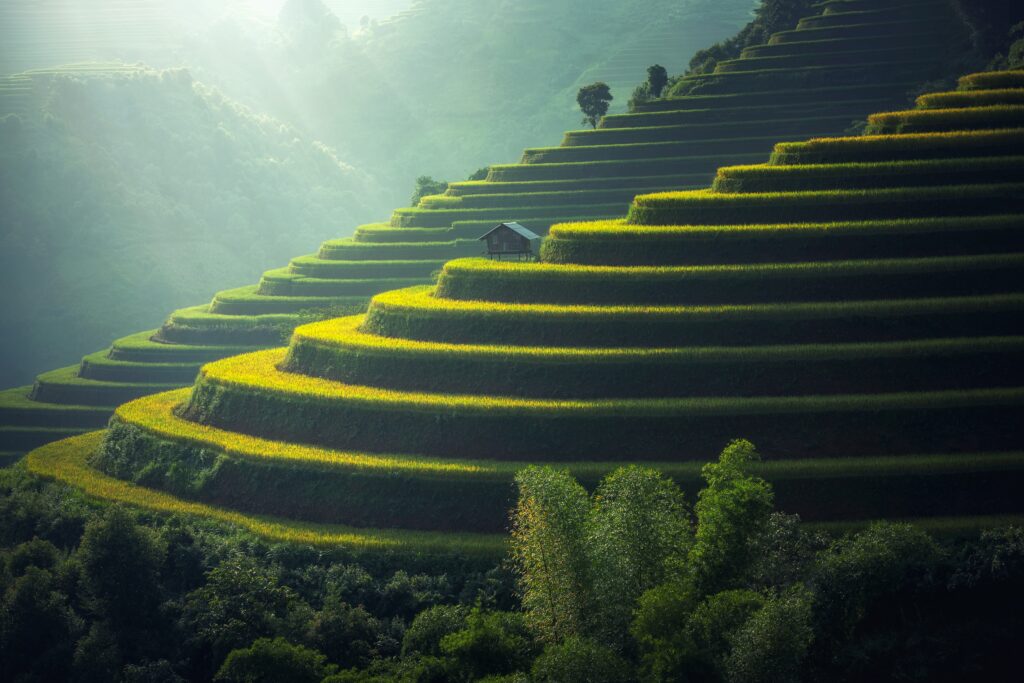 Lush green rice terraces on hillside with sunlight filtering through mist showcasing sustainable agriculture Wallpaper