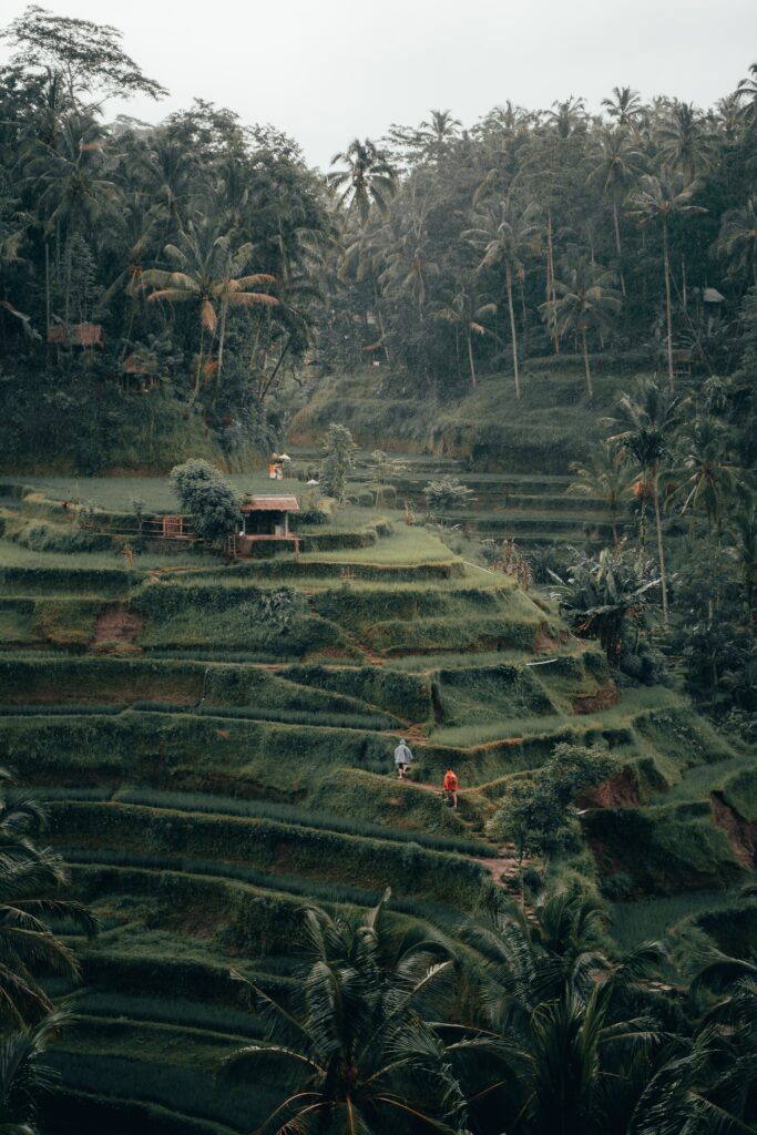 Lush green rice terraces surrounded by tall palms and dense tropical forest mist wallpaper background