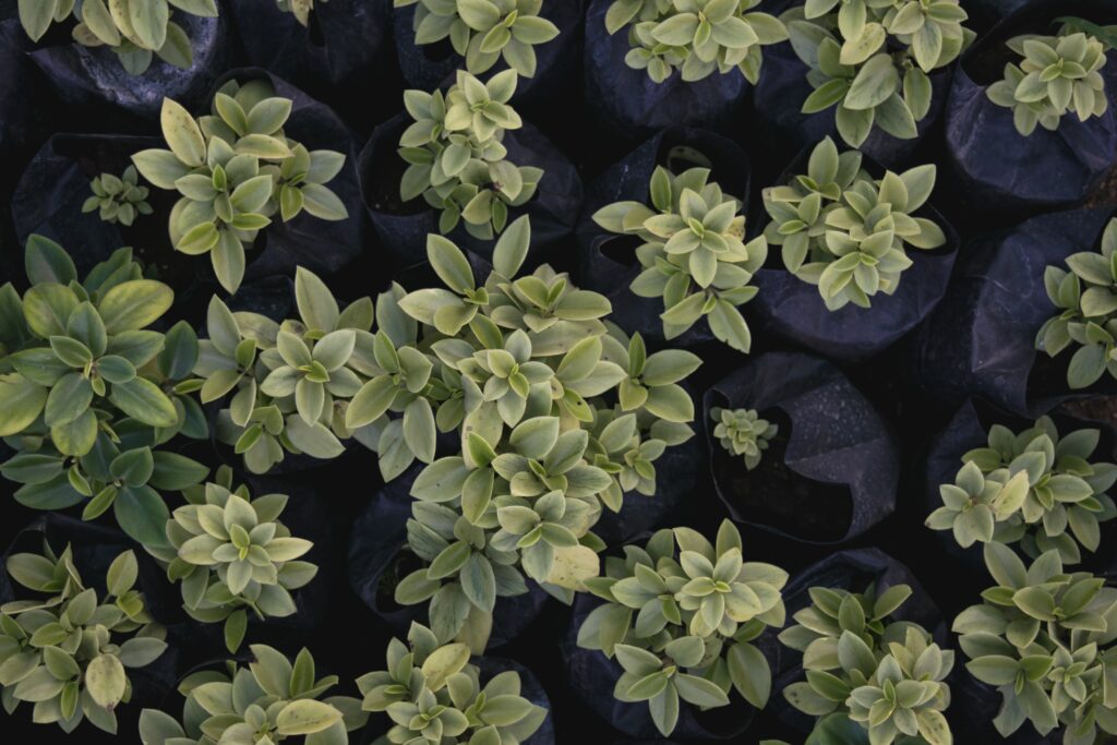Lush Green Seedlings Wallpaper: Fresh Decorative Background