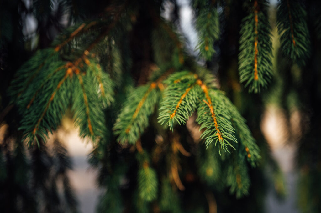 Macro Close-Up: Lush Green Spruce Branches Wallpaper Background