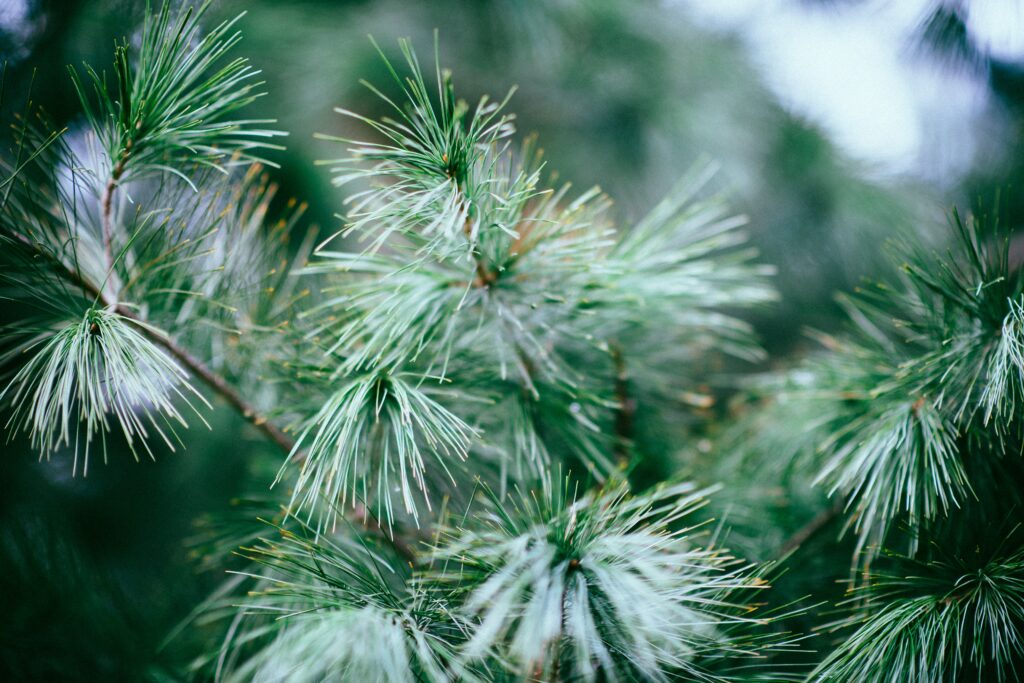 Close-up of spruce tree with lush green needles and delicate branches in soft focus wallpaper