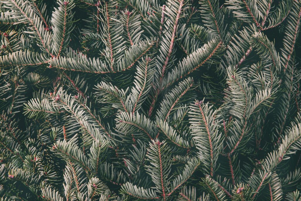 Vibrant Spruce Branches Wallpaper: Lush Green Texture Close-Up