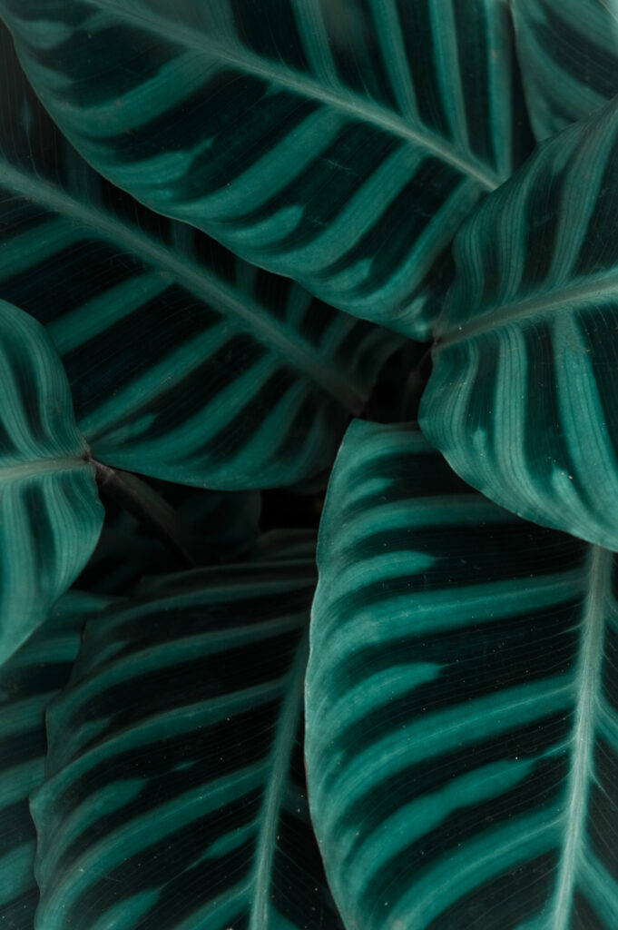 Close-up of lush green striped leaves wallpaper with vibrant texture for natural decor background
