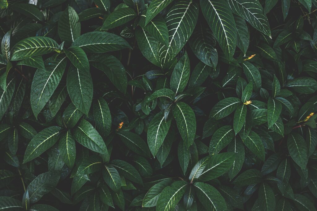Lush green striped leaves forming dense bush with vibrant natural botanical foliage wallpaper