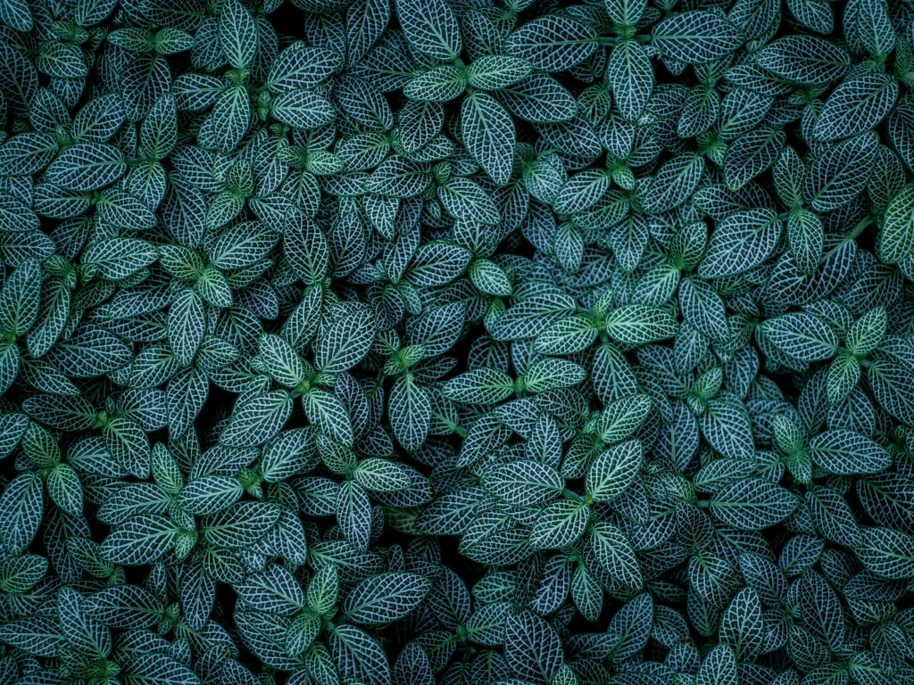 Lush green plant wallpaper with striped leaves and detailed veins creating vibrant botanical texture