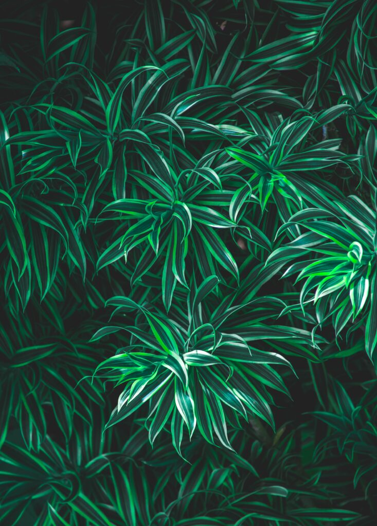 Lush Green Striped Leaves Wallpaper - Vibrant Nature Background