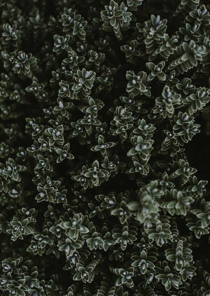 Dense green succulent leaves wallpaper with intricate geometric patterns and natural texture