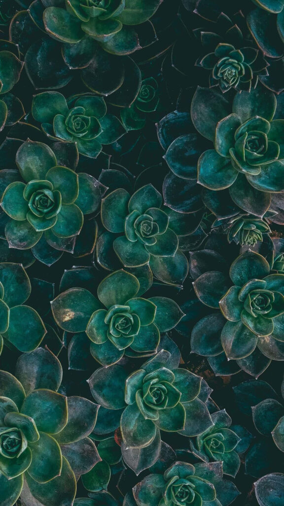 Lush Green Succulent Wallpaper: Nature-Inspired Aesthetic Background