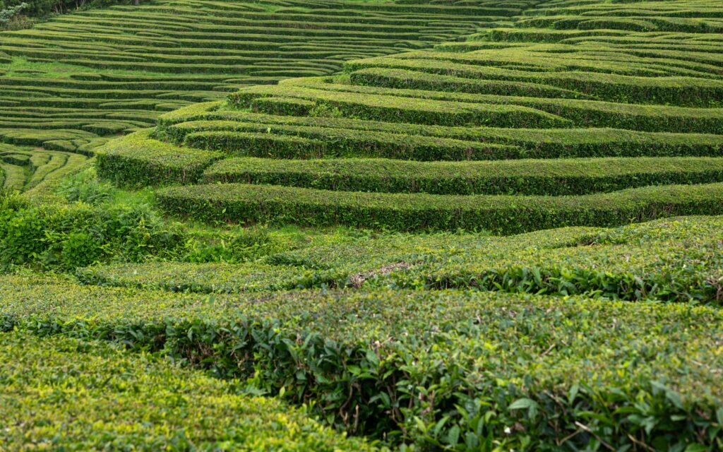 Lush green tea field on rolling terraces vibrant leaves natural landscape serene wallpaper background