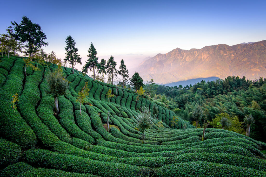 Lush green tea fields on rolling hills Taiwan with neat rows trees and mountain backdrop wallpaper