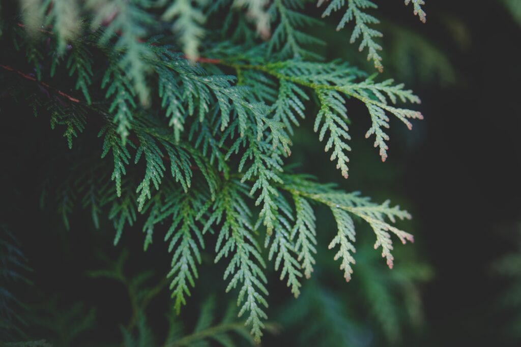 Close-up of lush green thuja branches with detailed pine needles on dark botanical wallpaper background