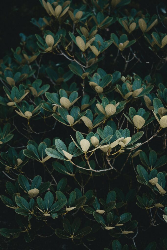 Lush green tree branches with vibrant leaves and soft light highlights natural wallpaper