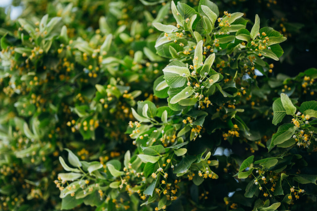 Close-Up Macro Wallpaper: Lush Green Tree with Yellow Flowers