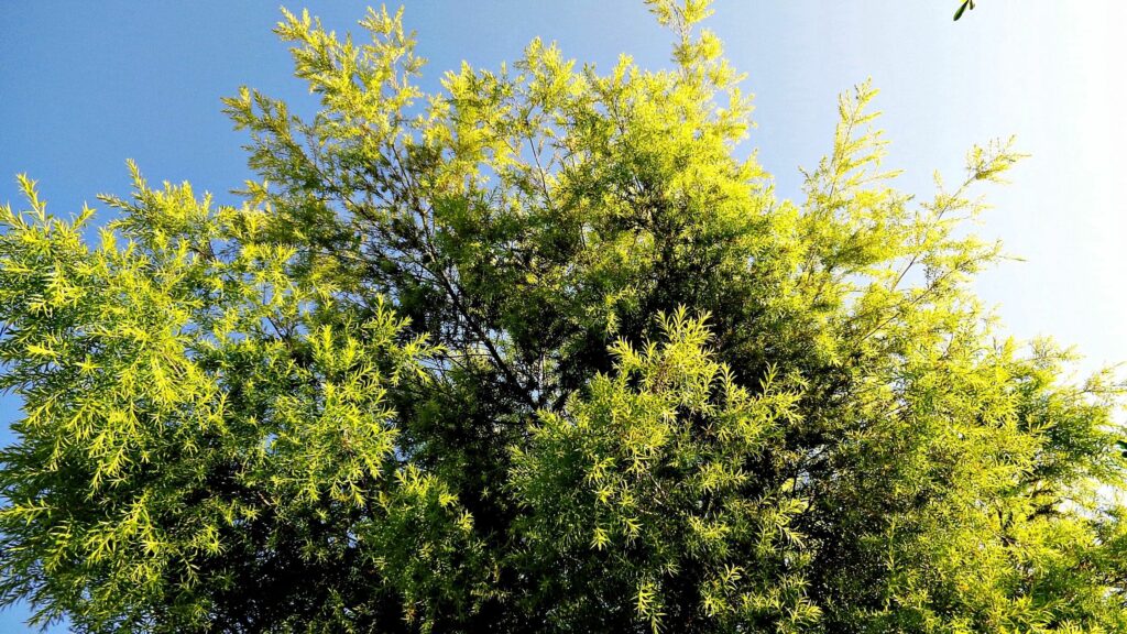 Lush green tree with sunlight against clear blue summer sky vibrant natural wallpaper background